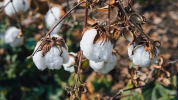 Fresh cotton buds in a cotton-field. Kaskom