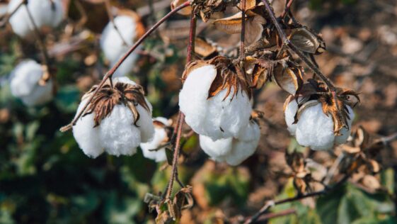 Fresh cotton buds in a cotton-field. Kaskom