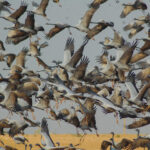 Flight of the cranes at Khichan-2