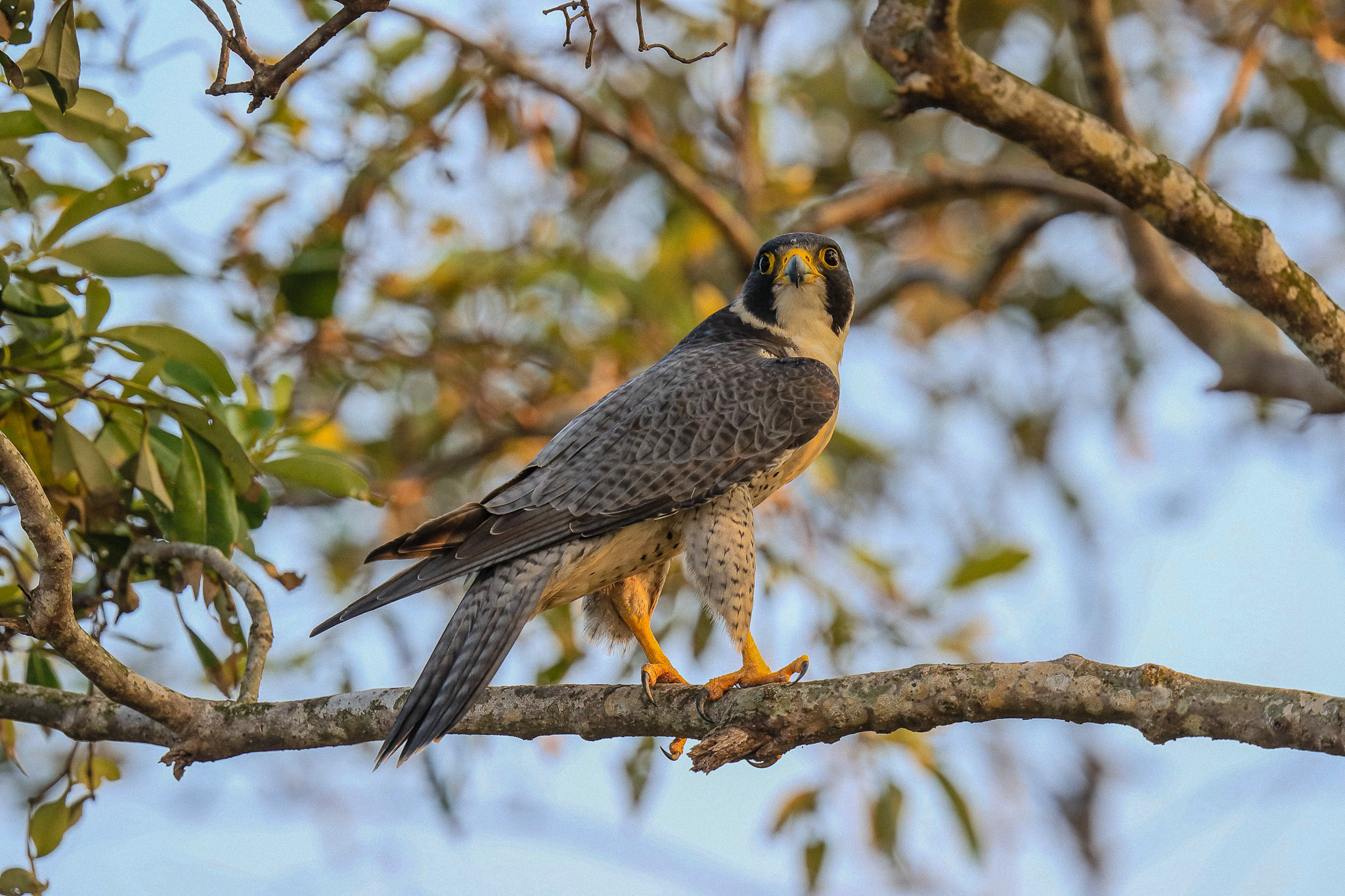 Peregrine falcon perched on a branch in Sundarbans, India