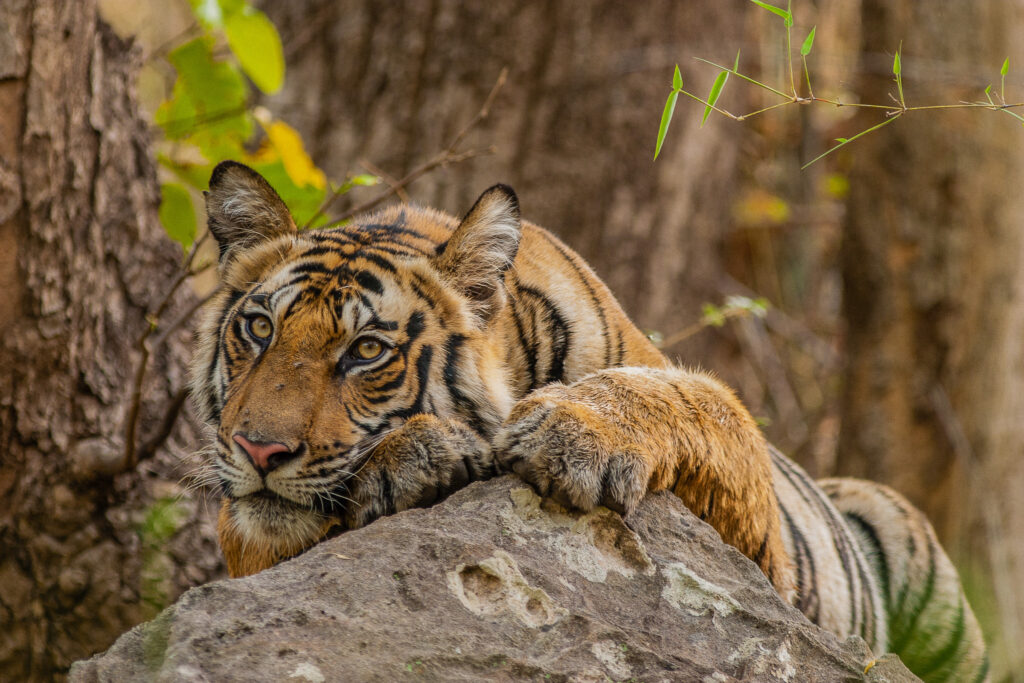 A wild tiger on a rock surveys its surroundings in Sunderbans