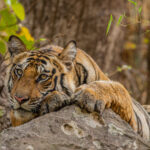 A wild tiger on a rock surveys its surroundings in Sunderbans