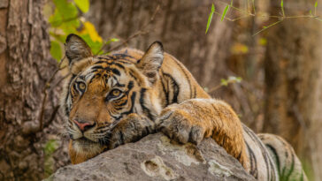 A wild tiger on a rock surveys its surroundings in Sunderbans