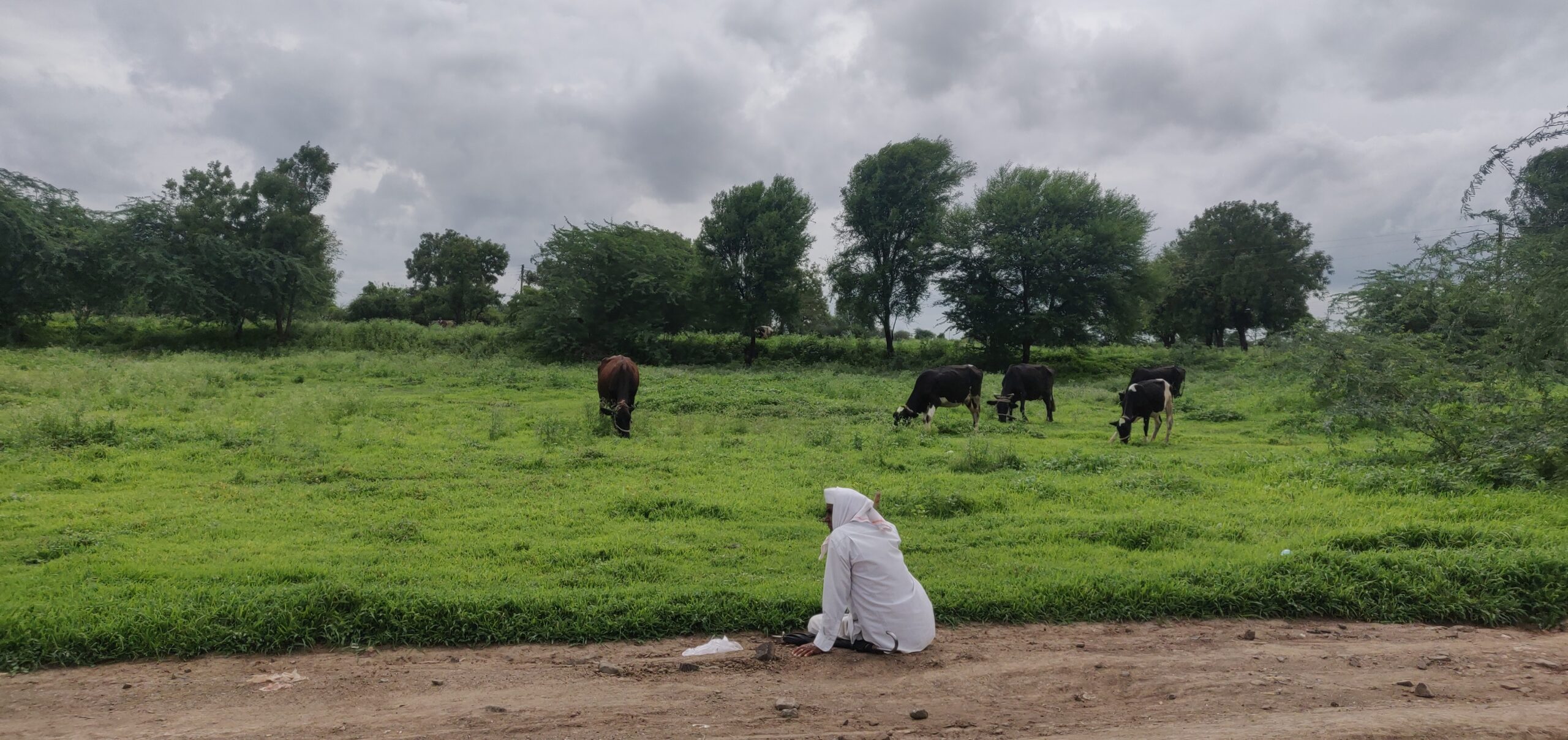 A local looking after his cattle as they graze.