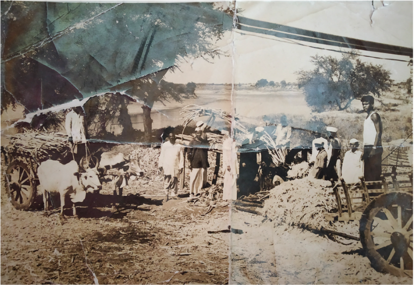 A Dongaon farm and cattle. Circa 1940.