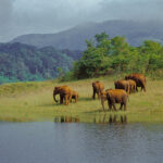 Elephants at Ambapani Wildlife Sanctuary in Odisha