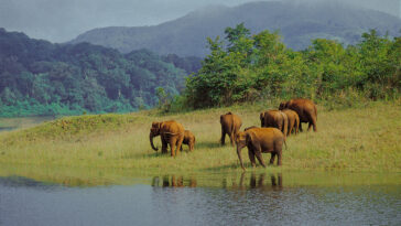 Elephants at Ambapani Wildlife Sanctuary in Odisha