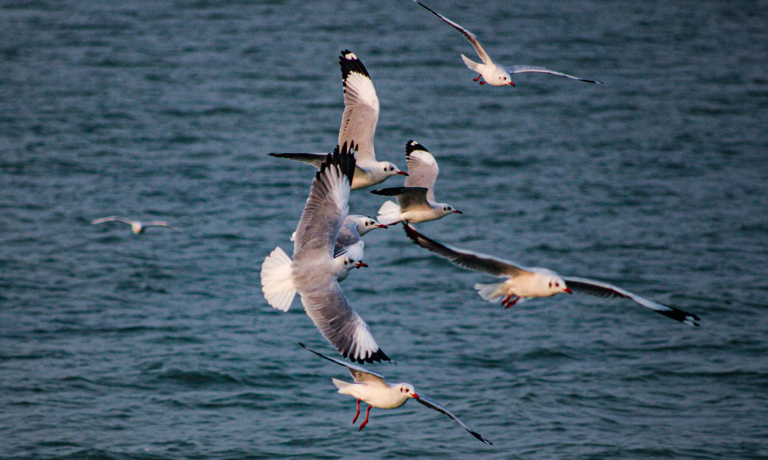 Seagulls at Lake Chilika