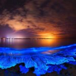 Phytoplankton Bioluminescent