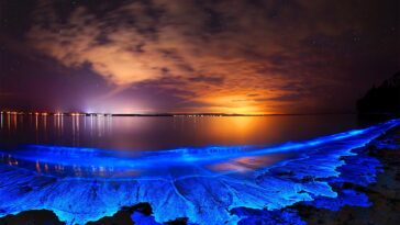 Phytoplankton Bioluminescent