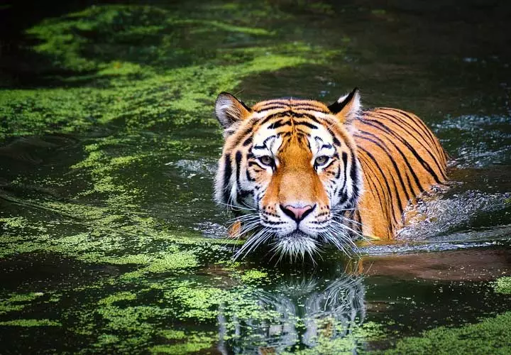 Simlipal's tiger out for a swim